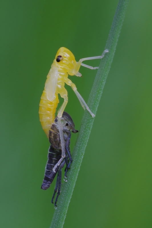 Sfarfallamento di Cicadella viridis